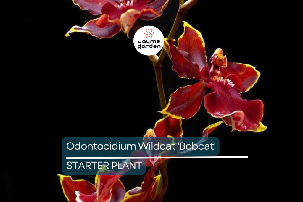 Odonticidium Wildcat 'Bobcat' Orchid Plant | Burgundy & Yellow Blooms | AM/AOS Award | Live Starter Plant in 3" Pot