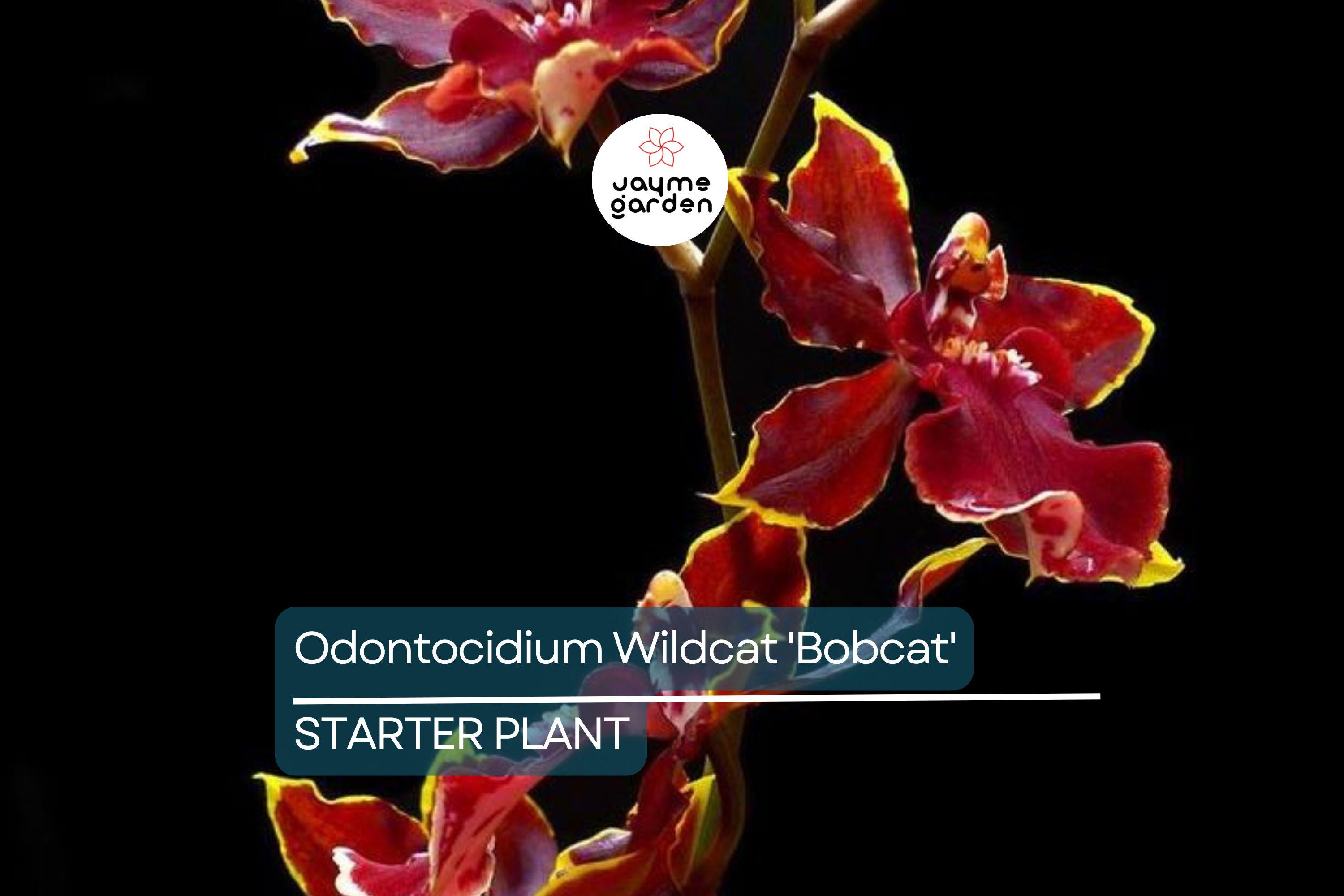 Odonticidium Wildcat 'Bobcat' Orchid Plant | Burgundy & Yellow Blooms | AM/AOS Award | Live Starter Plant in 3" Pot