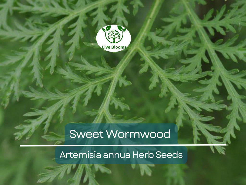 1000 Sweet Wormwood Herb Seeds (Artemisia annua), Sweet Annie Sagewort, Aromatic Herb, Drought-Tolerant, Perfect for Garden & Tea