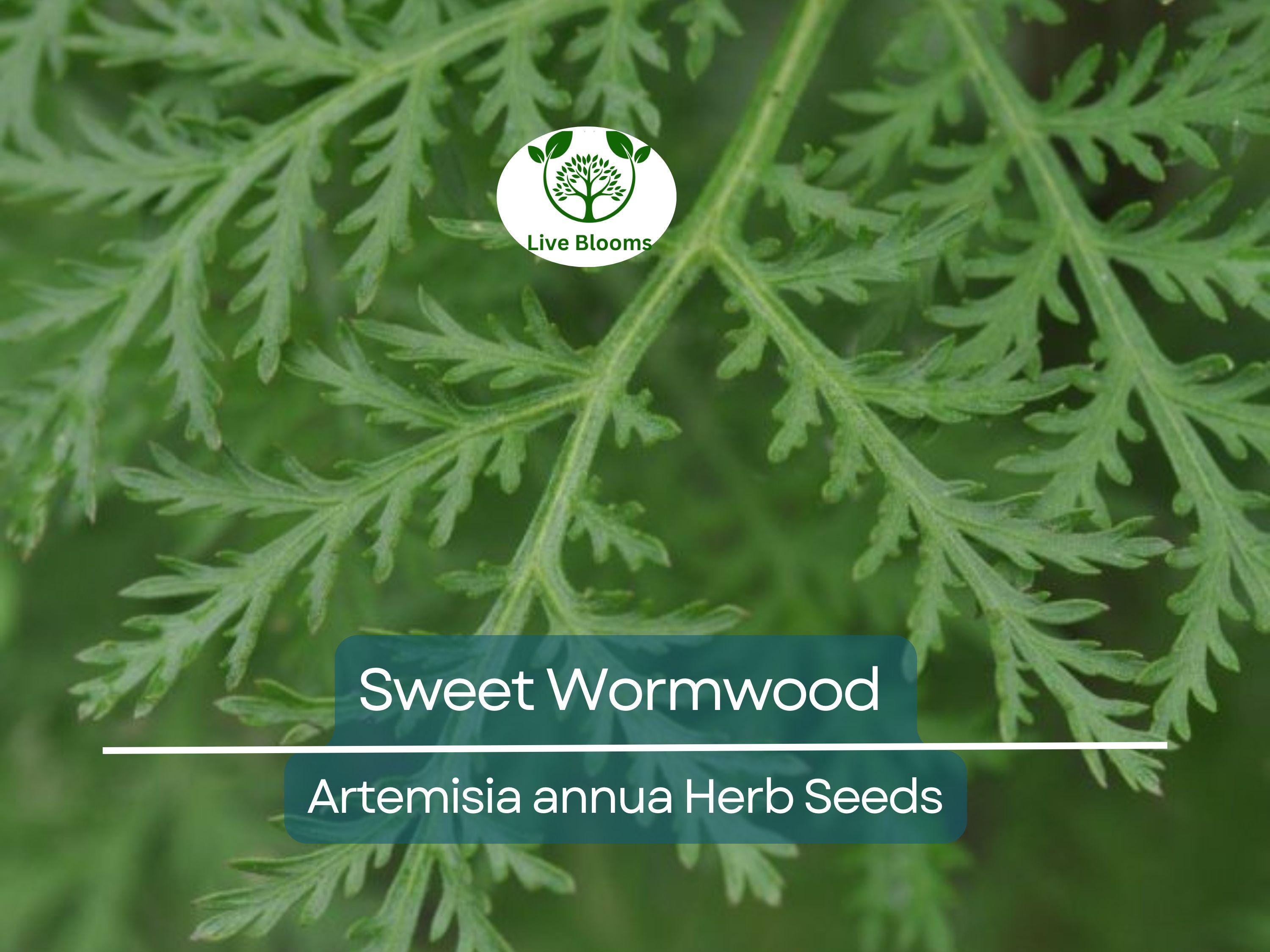 1000 Sweet Wormwood Herb Seeds (Artemisia annua), Sweet Annie Sagewort, Aromatic Herb, Drought-Tolerant, Perfect for Garden & Tea
