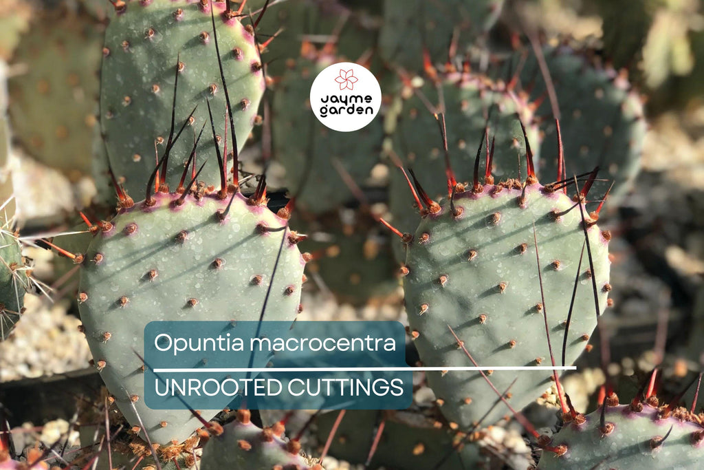 Opuntia Macrocentra Prickly Pear Cutting (5"+) | Purple Cactus with Black Spines | Cold Hardy | Unrooted Starter