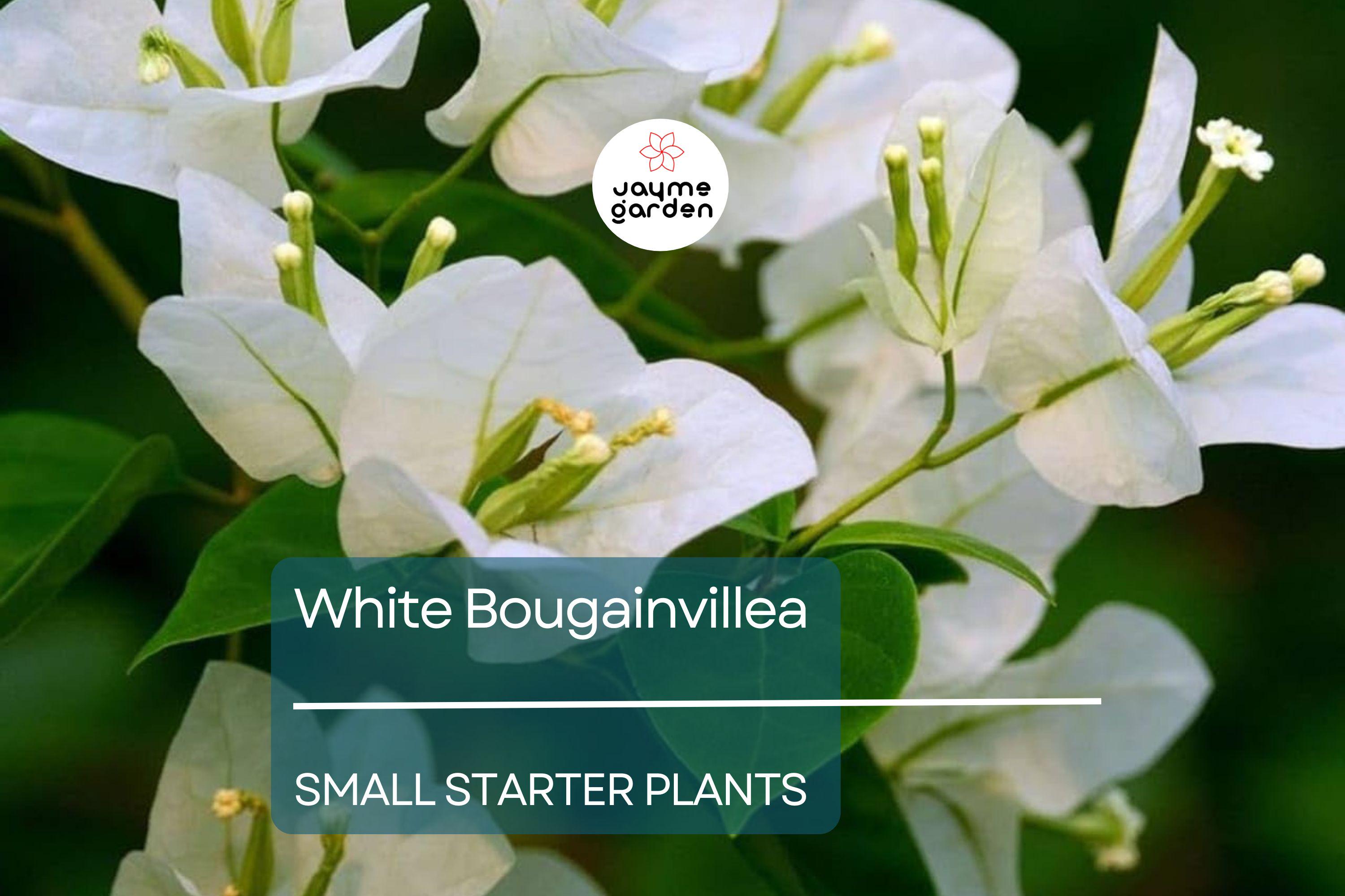 White Bougainvillea Starter Plant - Paper Flower, 5-7 Inches Tall - Tropical Beauty for Gardens, Containers & Landscaping