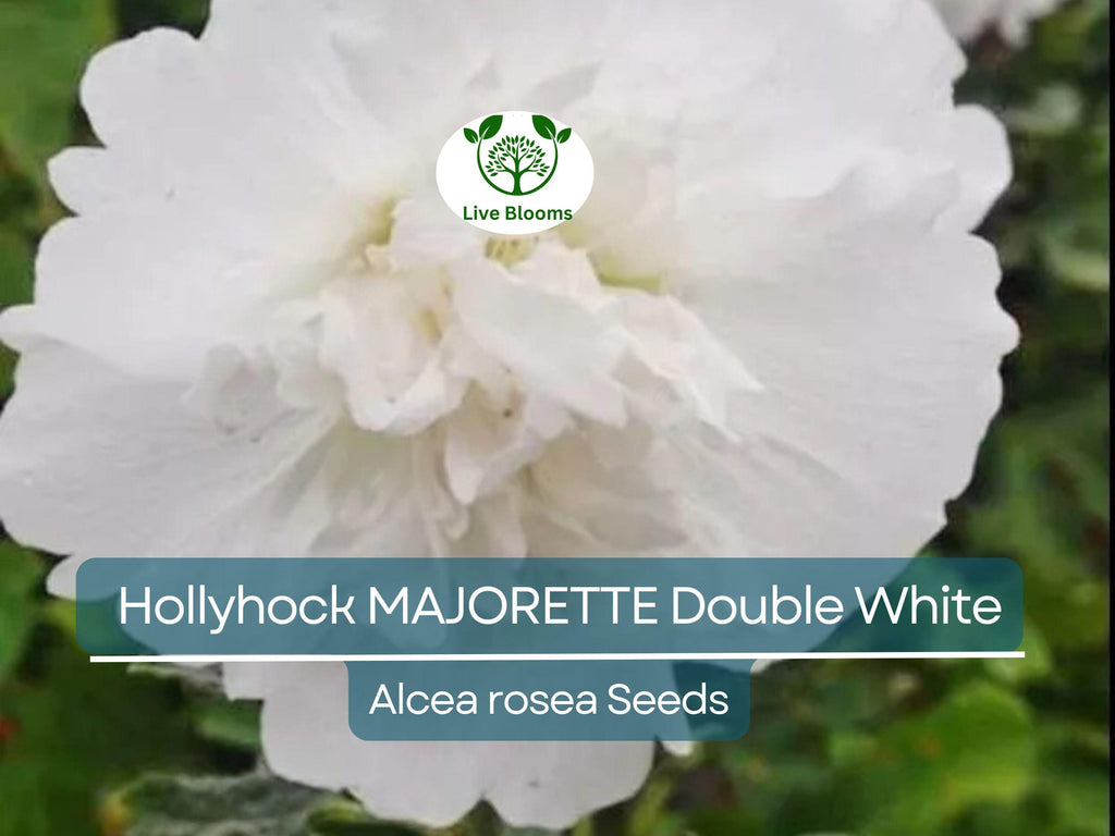 50 Seeds Hollyhock MAJORETTE Double White, Alcea rosea, Dwarf Biennial Non-GMO, Memory Garden Flowers, Elegant White Blooms for Garden