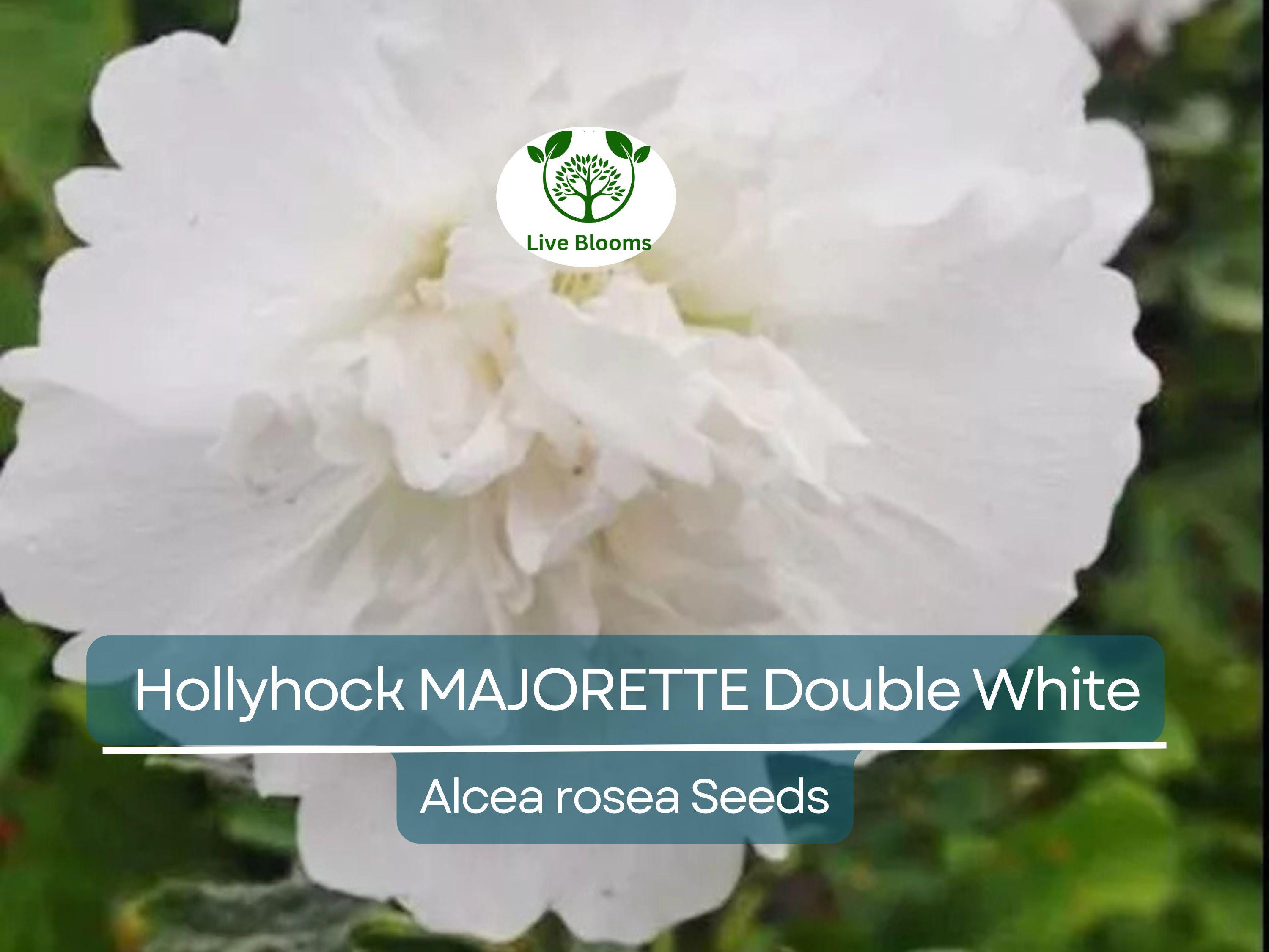 50 Seeds Hollyhock MAJORETTE Double White, Alcea rosea, Dwarf Biennial Non-GMO, Memory Garden Flowers, Elegant White Blooms for Garden