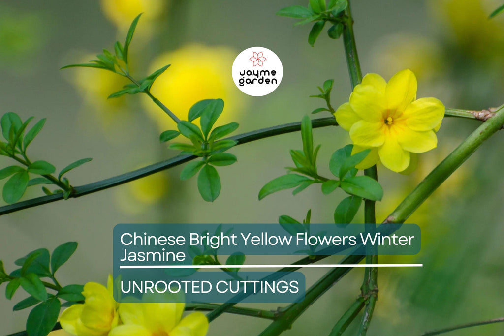 5 Chinese Winter Jasmine Cuttings - 12”+ Bright Yellow Flowers - Fast-Growing Vine, Zone 6-10, Perfect for Winter Gardens