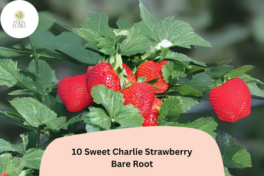 10 Sweet Charlie Strawberry Plants | Live Bare Root June-Bearing | Fragaria × ananassa Garden Fruit