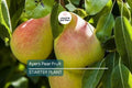 Ayers Pear Tree 12-18” Bare-Root | Heirloom Fruit Tree | Sweet Dessert Pears | Hardy & Disease-Resistant