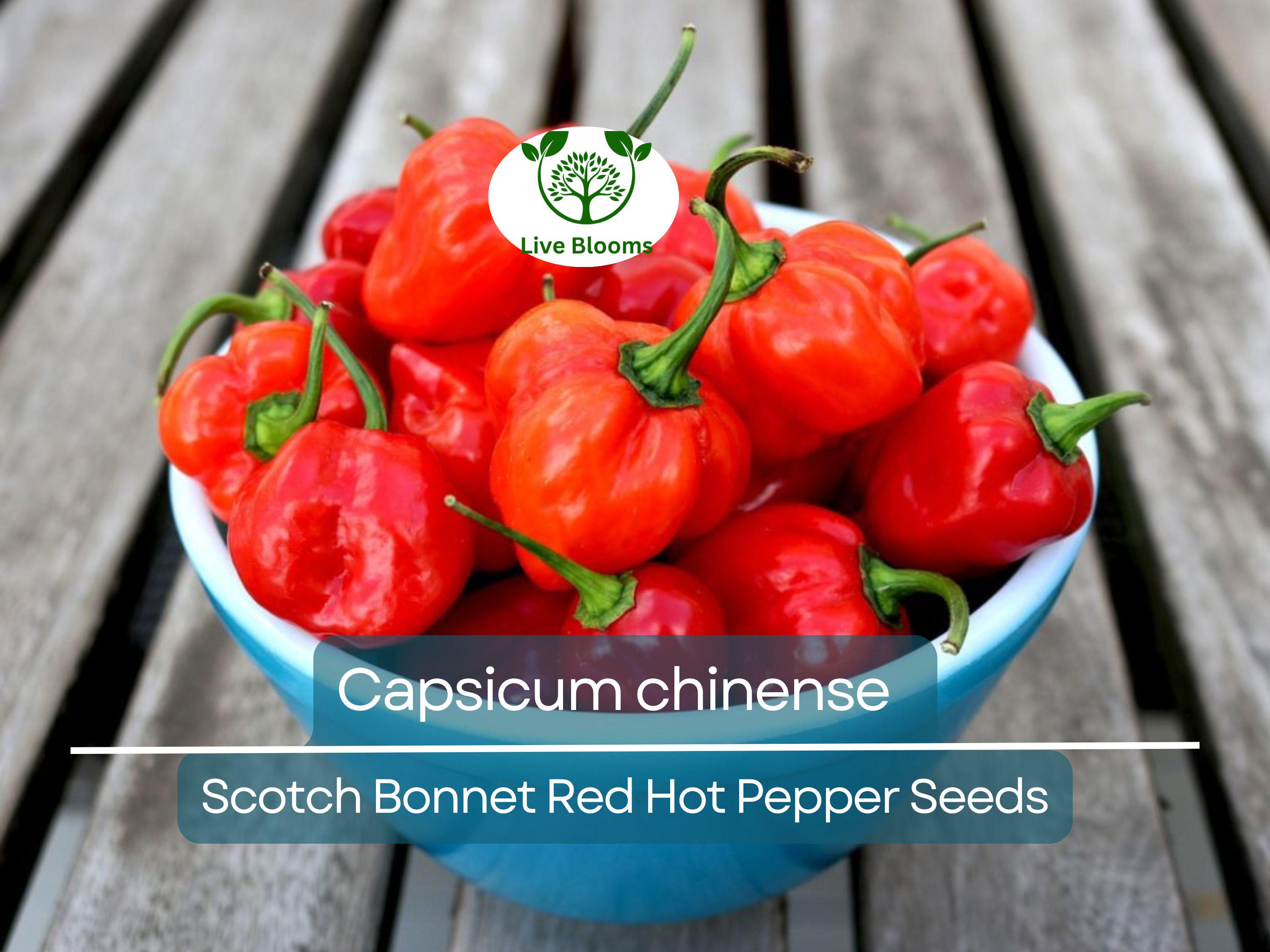 30 Seeds Scotch Bonnet Red Hot Pepper (Capsicum chinense) - Super Spicy, Habanero-Style, Caribbean Hot Pepper for Planting