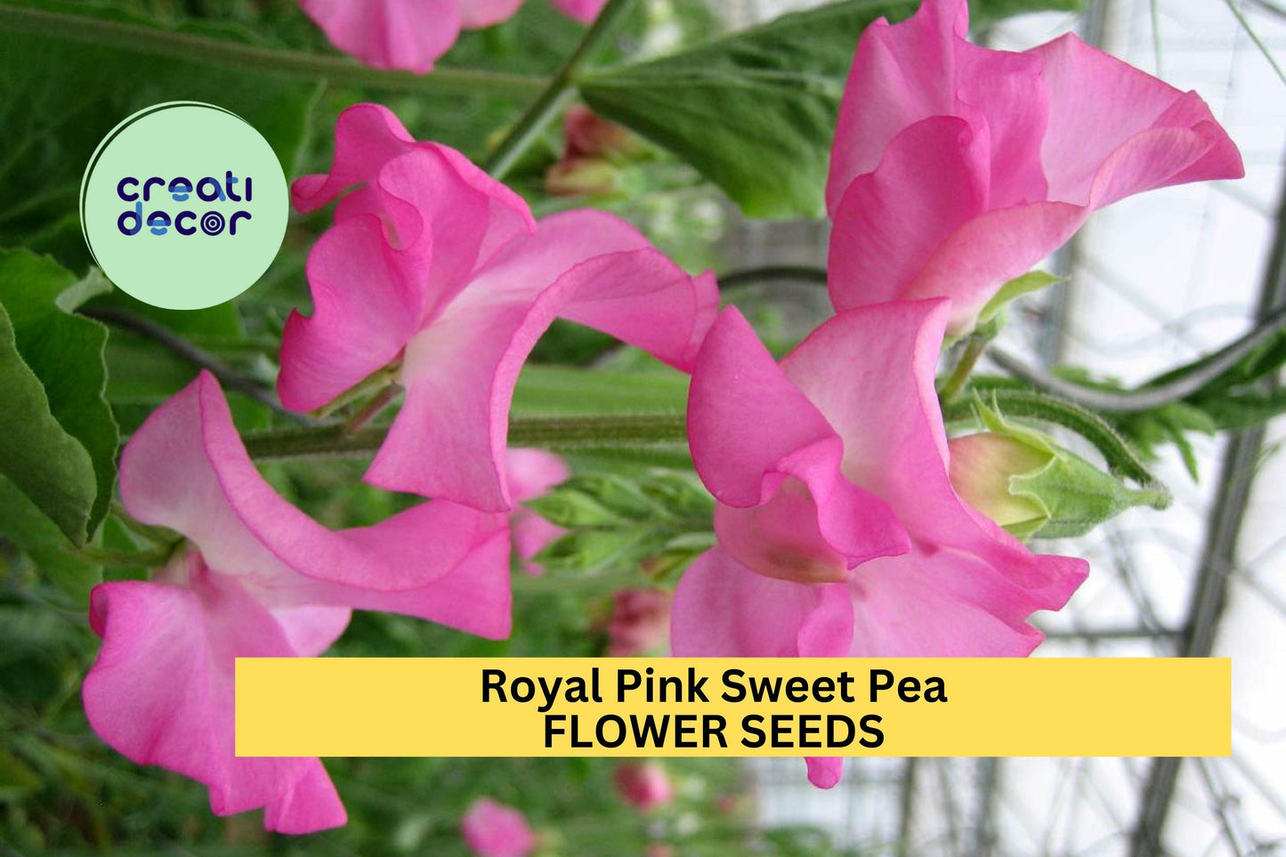 50+ Royal Pink Sweet Pea Seeds – Bright Pink Fragrant Blooms for Garden Planting, Climbing Vines for Trellises & Bouquets – USA