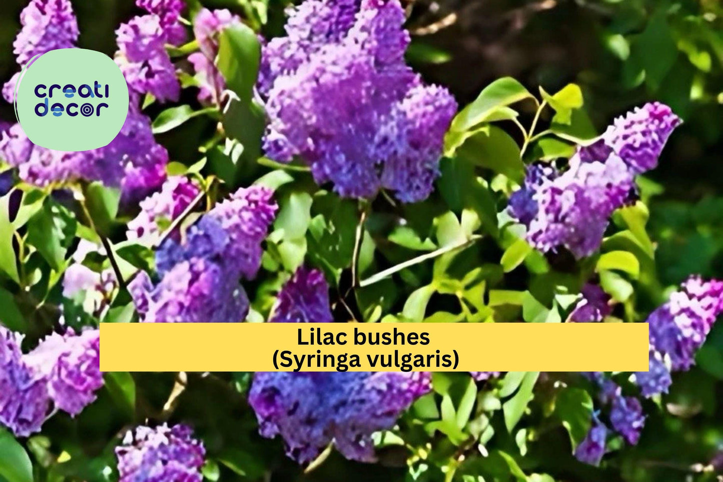 Purple Lilac Bushes – 2 Live Shrubs 1–2 ft Tall – Syringa vulgaris – Fragrant Spring Blooms for Garden or Landscape Borders