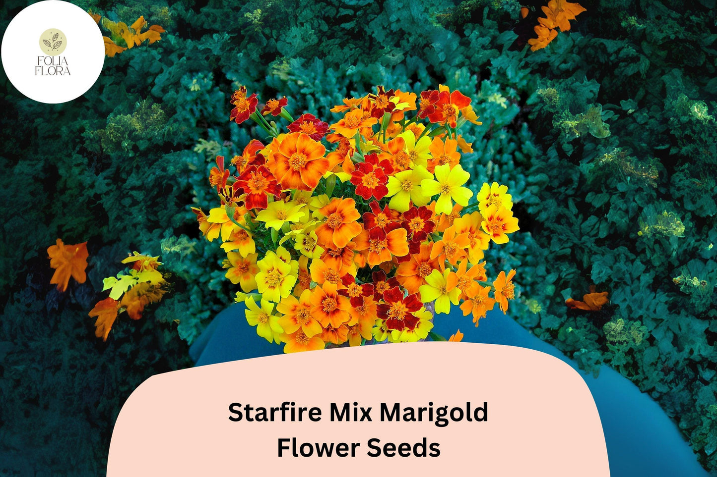 25+ Starfire Mix Marigold Seeds | Vibrant Single-Flower Tagetes for Borders, Pots & Garden Planting
