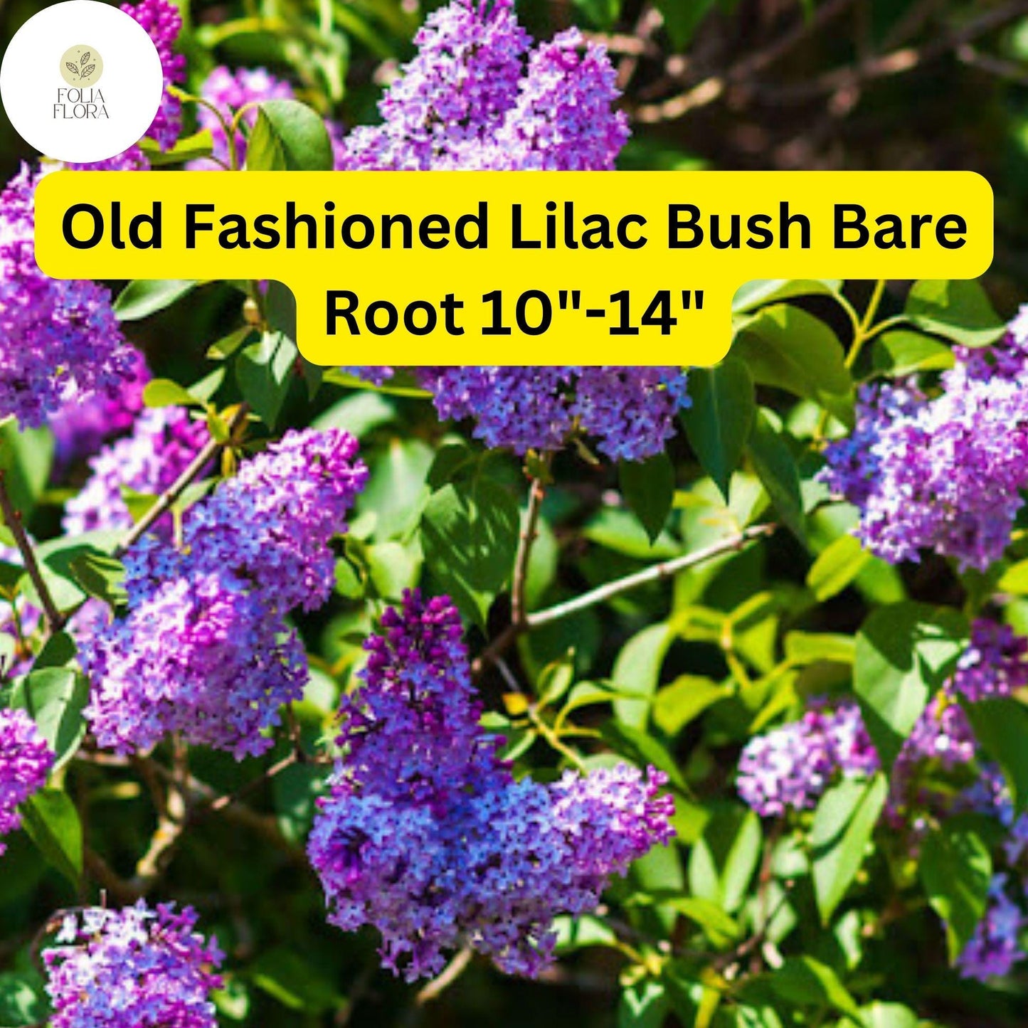 1 Syringa vulgaris Old Fashioned Lilac Bush - Live Bare Root Plant 10"-14" for Zones 3-7 - Fragrant Purple Flowers
