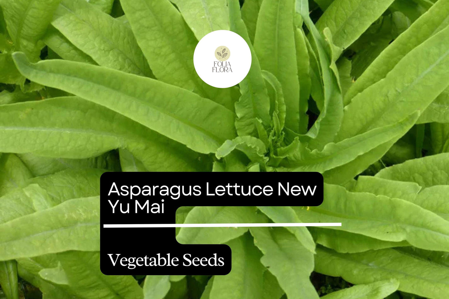 500mg Asparagus Lettuce New Yu Mai Seeds Lactuca sativa for Planting | Heirloom Asian Greens Crisp Stems & Tender Leaves