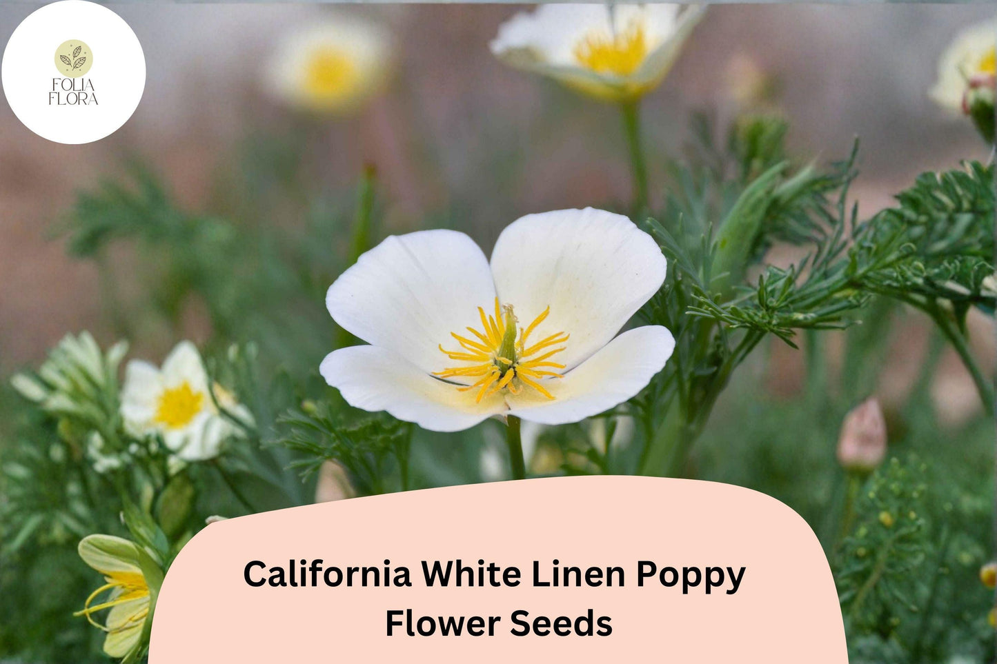 200+ California White Linen Poppy Seeds for Garden Planting - Elegant White Wildflowers