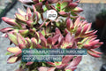 3 x Crassula Platyphylla Burgundy Unrooted Cuttings (1.5" Diameter) - Color Varies with Light - Succulent Starter