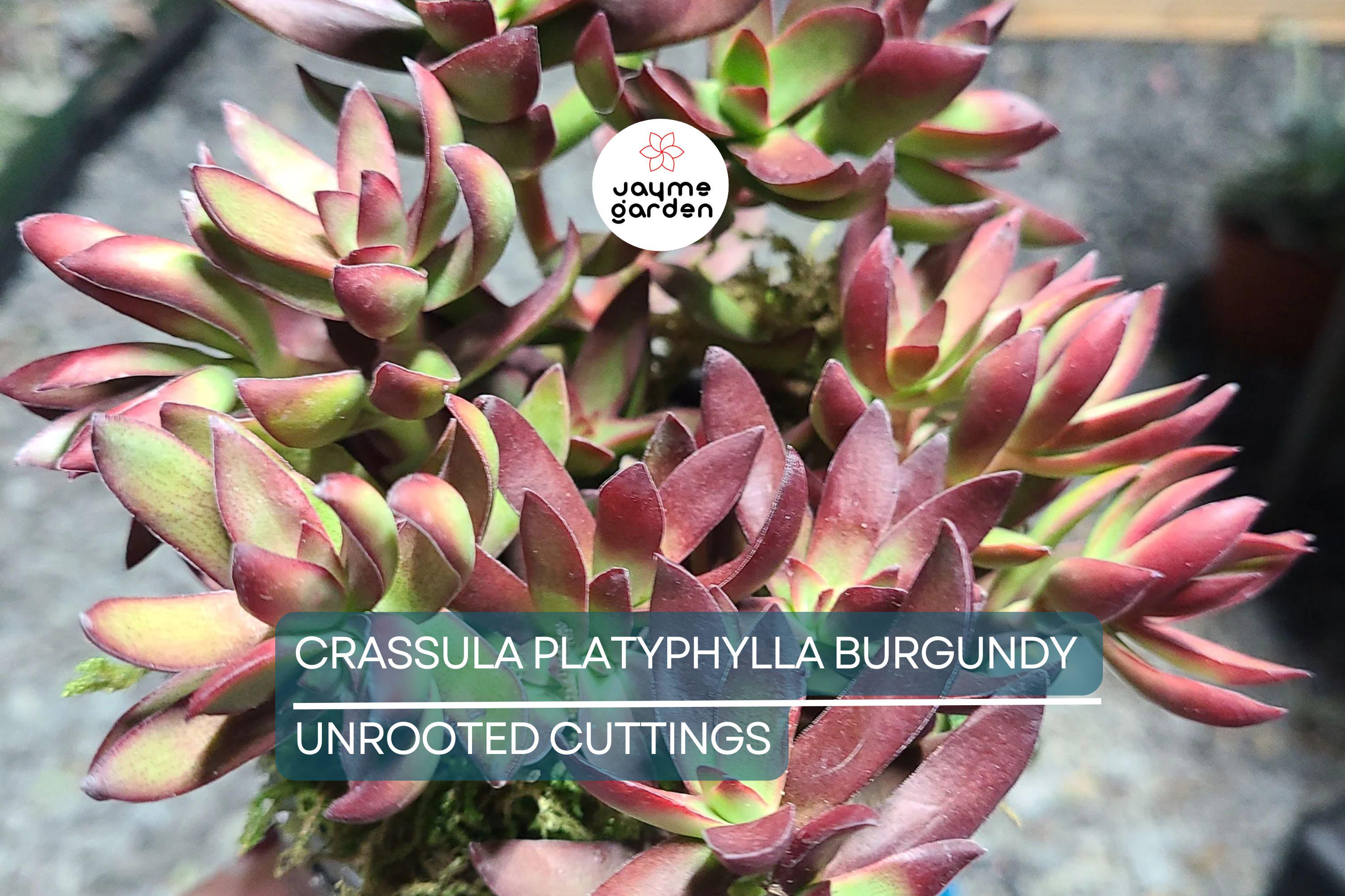 3 x Crassula Platyphylla Burgundy Unrooted Cuttings (1.5" Diameter) - Color Varies with Light - Succulent Starter
