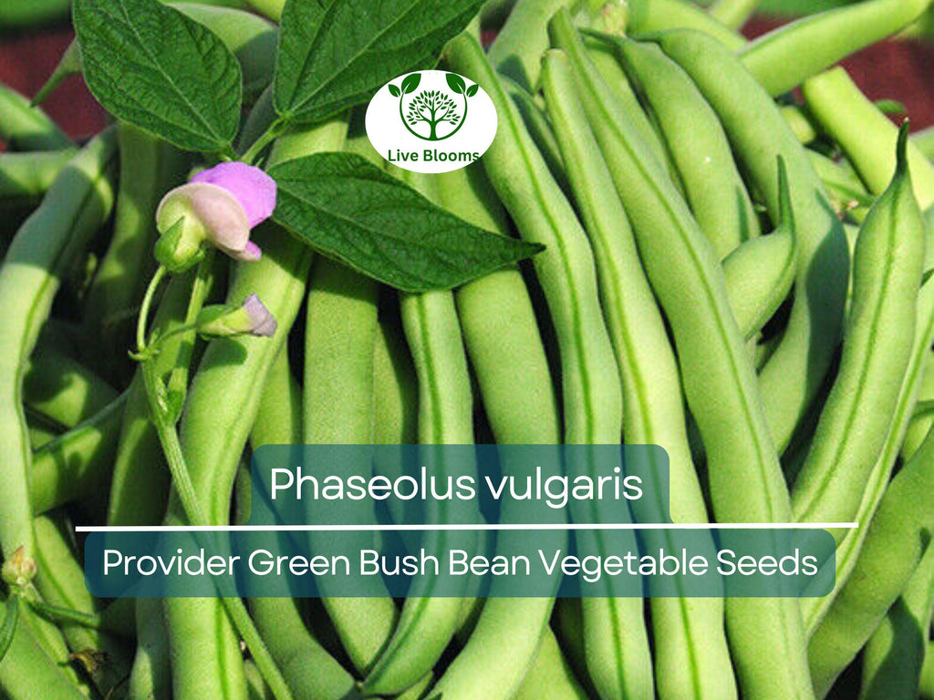 20 Seeds Provider Green Bush Bean - Phaseolus vulgaris | Heirloom Bean for Planting, Home Gardening & Fresh Vegetable Harvest