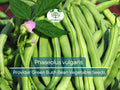 20 Seeds Provider Green Bush Bean - Phaseolus vulgaris | Heirloom Bean for Planting, Home Gardening & Fresh Vegetable Harvest