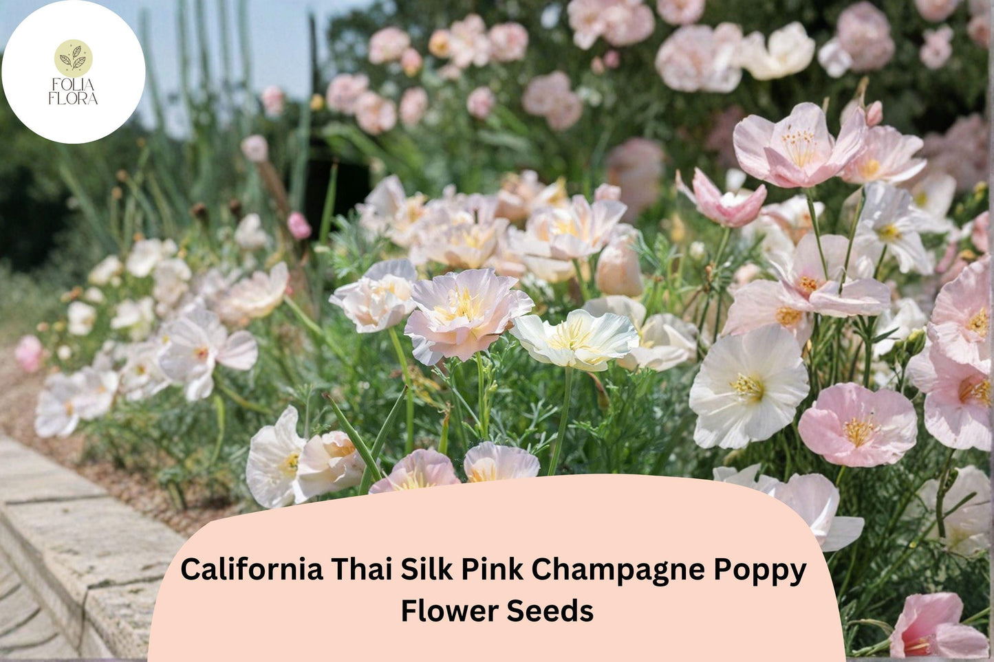 200+ California Thai Silk Pink Champagne Poppy Seeds for Garden Planting - Soft Pastel Wildflowers