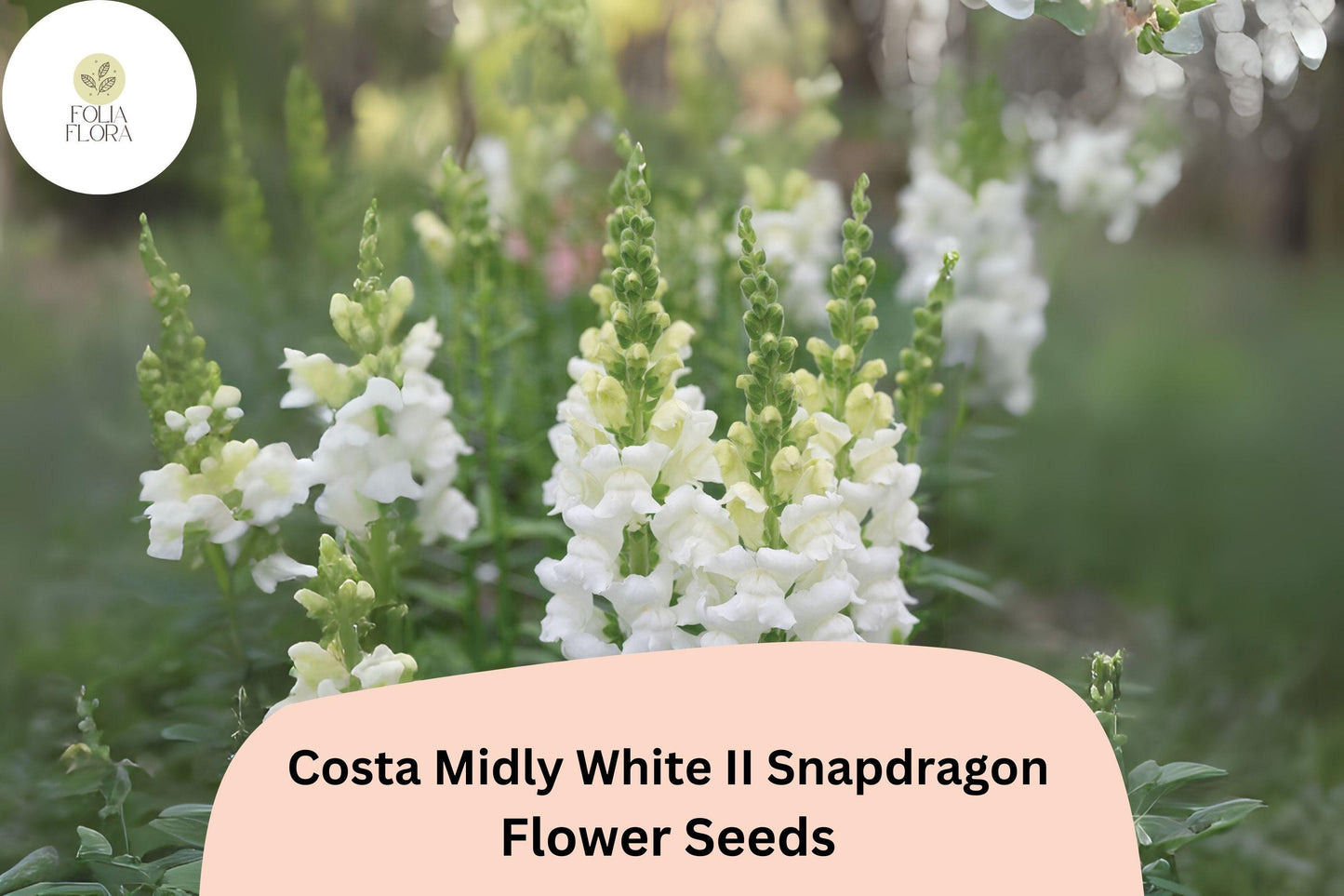 Costa Midly White II Snapdragon Seeds (Antirrhinum majus) | 1000+ Seeds | Elegant White Blooms for Garden & Cut Flowers