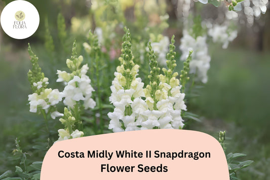 Costa Midly White II Snapdragon Seeds (Antirrhinum majus) | 1000+ Seeds | Elegant White Blooms for Garden & Cut Flowers