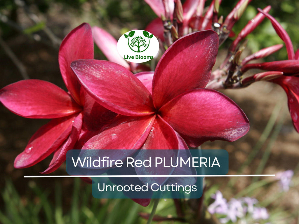 2 Plumeria Wildfire Red Cuttings - Rare Unrooted, 9-12 inches Tall, Fragrant Flowering Plant, Tropical, Frangipani, Live Plant Cuttings