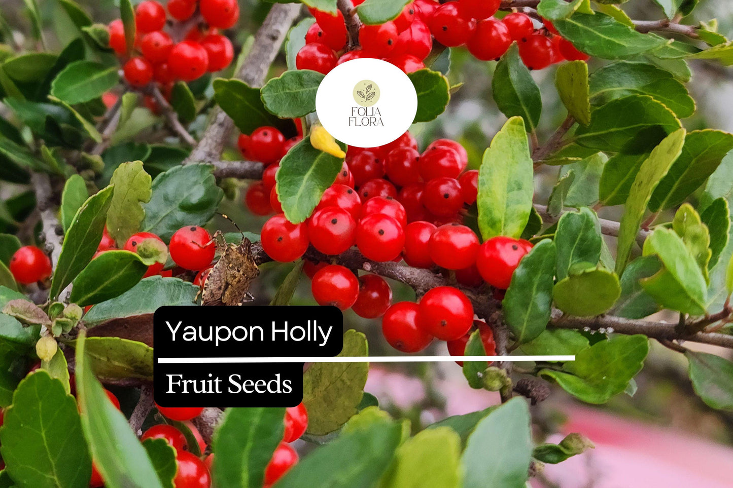25 Organic Yaupon Holly Seeds (Ilex vomitoria) | Native Evergreen Shrub for Hedging & Wildlife