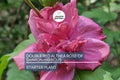 Live Double Red Althea Rose of Sharon Starter Plant | 1/2–1 ft. Bare Root Hibiscus | Fast-Growing, Low Maintenance