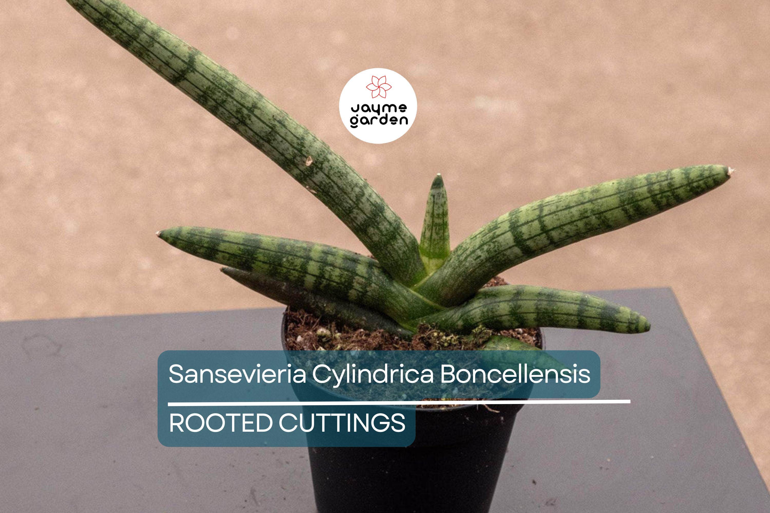 Sansevieria Cylindrica Boncellensis (Starfish Plant) 6"-10" Rooted Succulent - Tough & Drought-Resistant