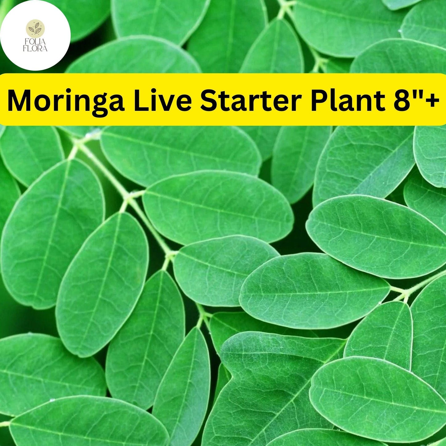 1 Moringa Rooted Live Plant 8"+ | Tree of Life