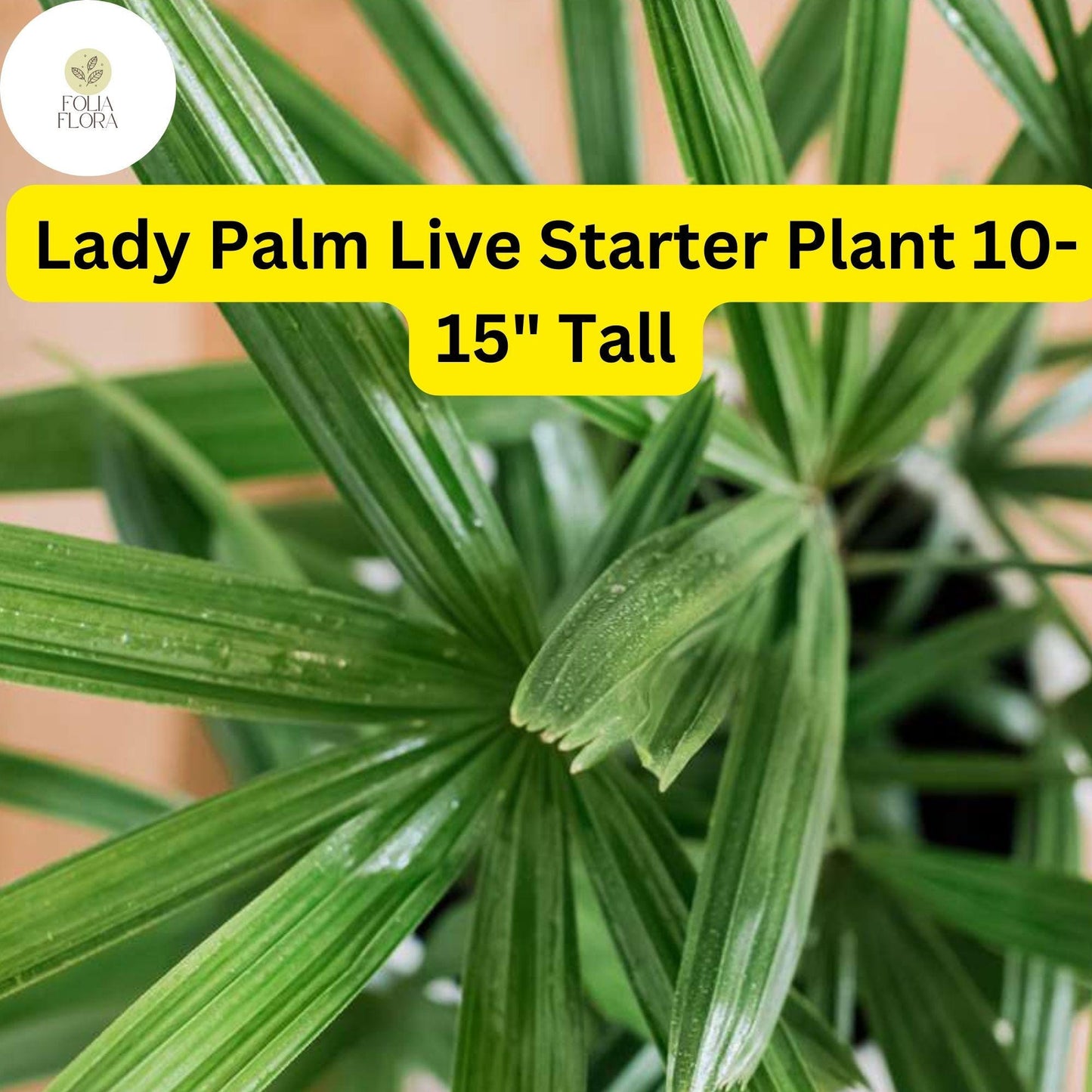 1 Rhapis excelsa Lady Palm - Live Plant 10-15" Tall - Indoor Air-Purifying Palm