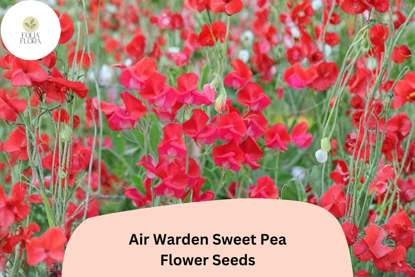 50+ Air Warden Sweet Pea Seeds for Garden Planting | Lathyrus odoratus | Fragrant Annual Climber
