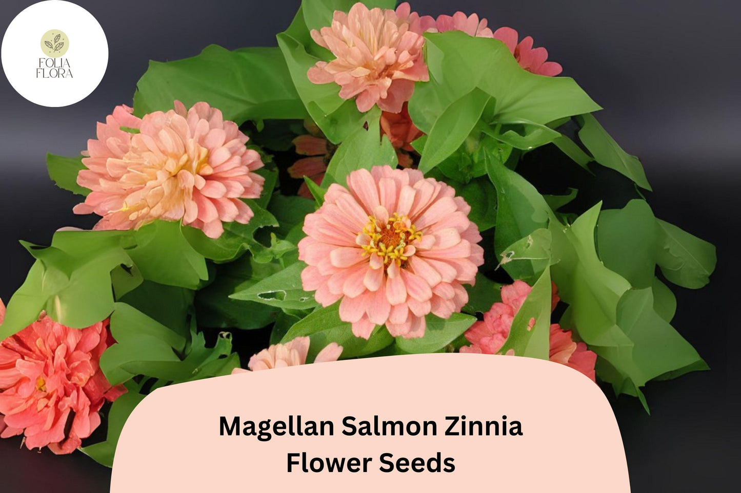 100+ Magellan Salmon Zinnia Seeds – Soft Salmon Blooms for Garden Beds, Borders & Cut Flowers