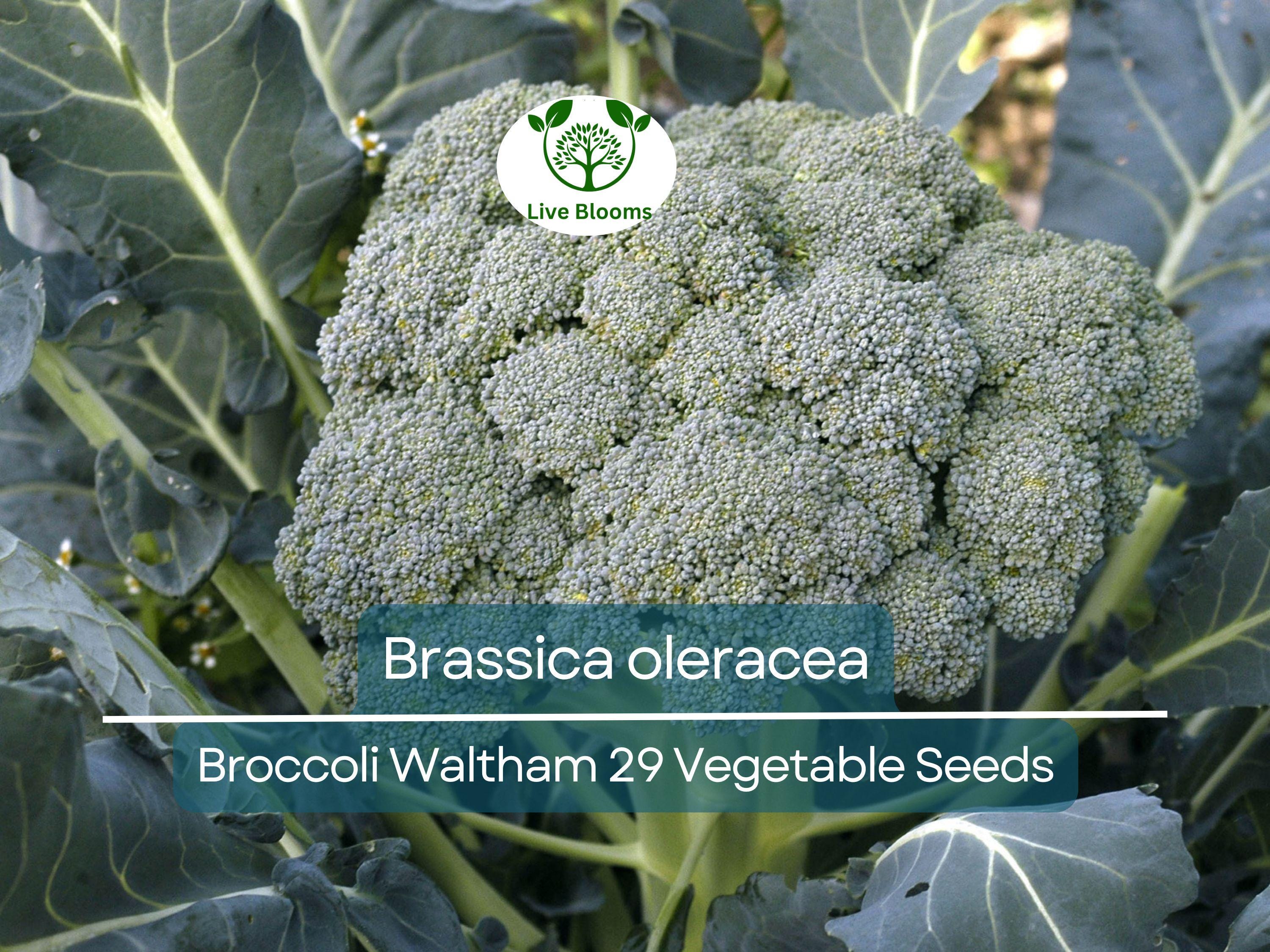 300 Seeds Broccoli Waltham 29 - Brassica oleracea | Heirloom Broccoli Seeds for Planting, Gardening & Delicious Harvests