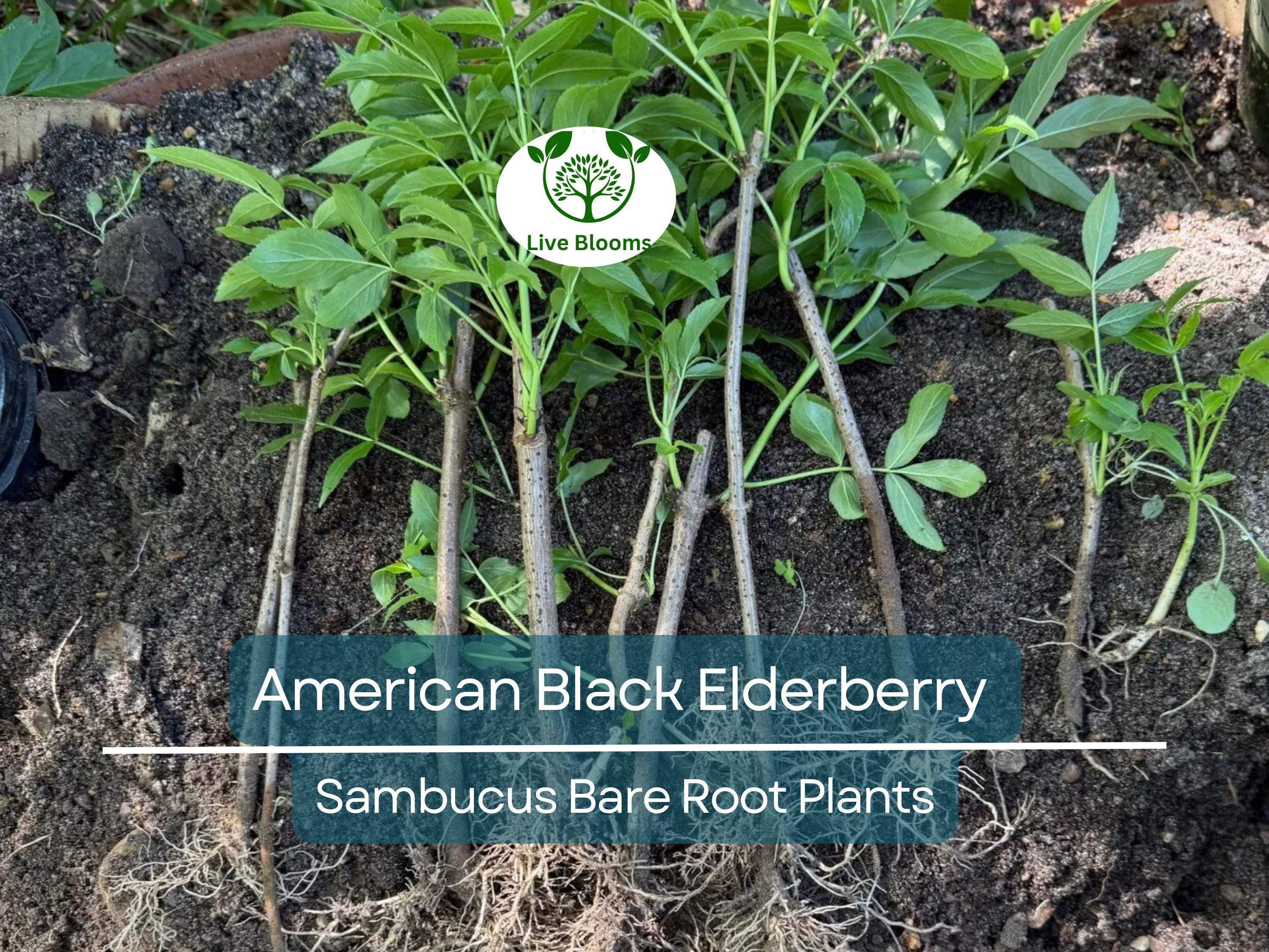 2 American Black Elderberry Plants - Sambucus - Bare Root Live Bush for Planting - Fruit Garden Starter