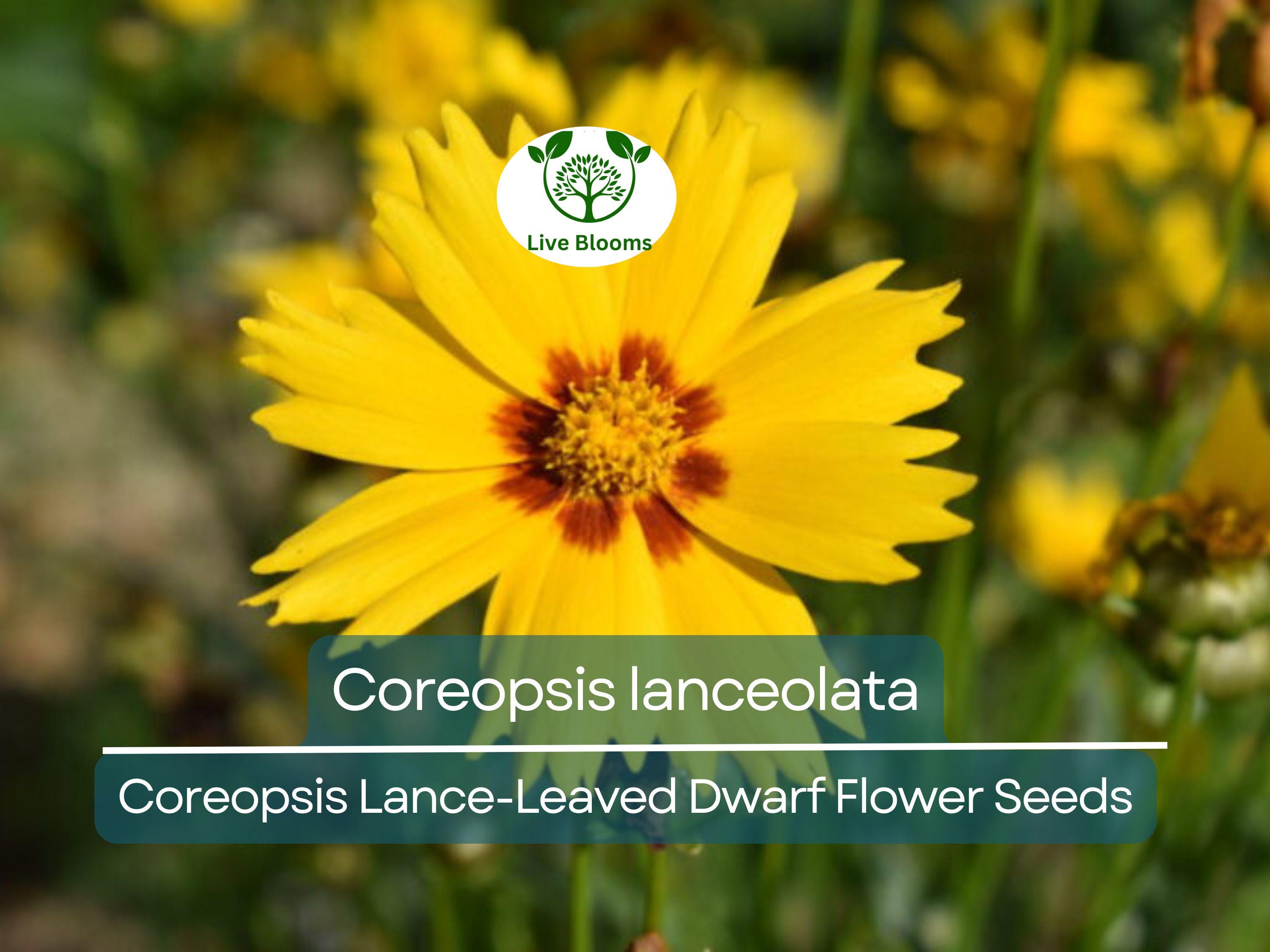 50 Seeds Coreopsis Lance-Leaved Dwarf (Coreopsis lanceolata) - Yellow Wildflower for Planting, Pollinator-Friendly, Garden Blooms