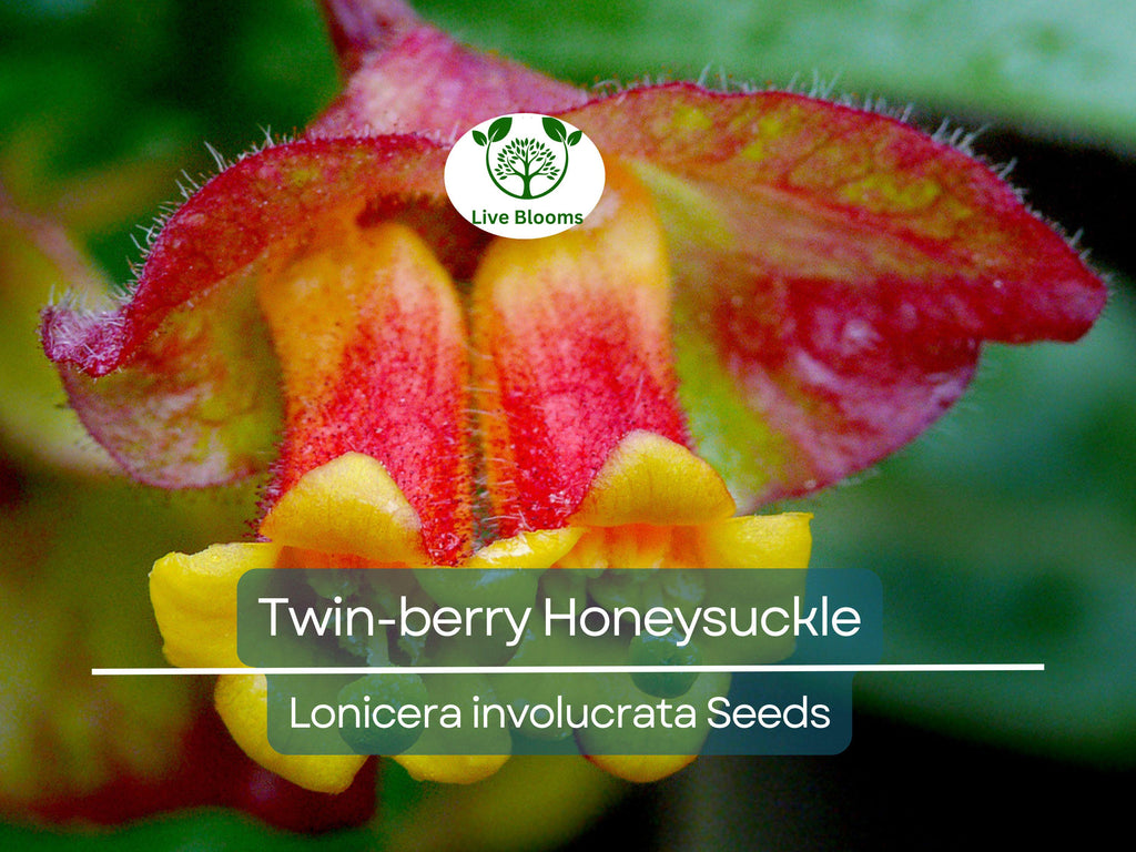 50 Twin-berry Honeysuckle Seeds (Lonicera involucrata) | Red Flower Vine Shrub, Hardy, Pollinator-Friendly, Fast-Growing