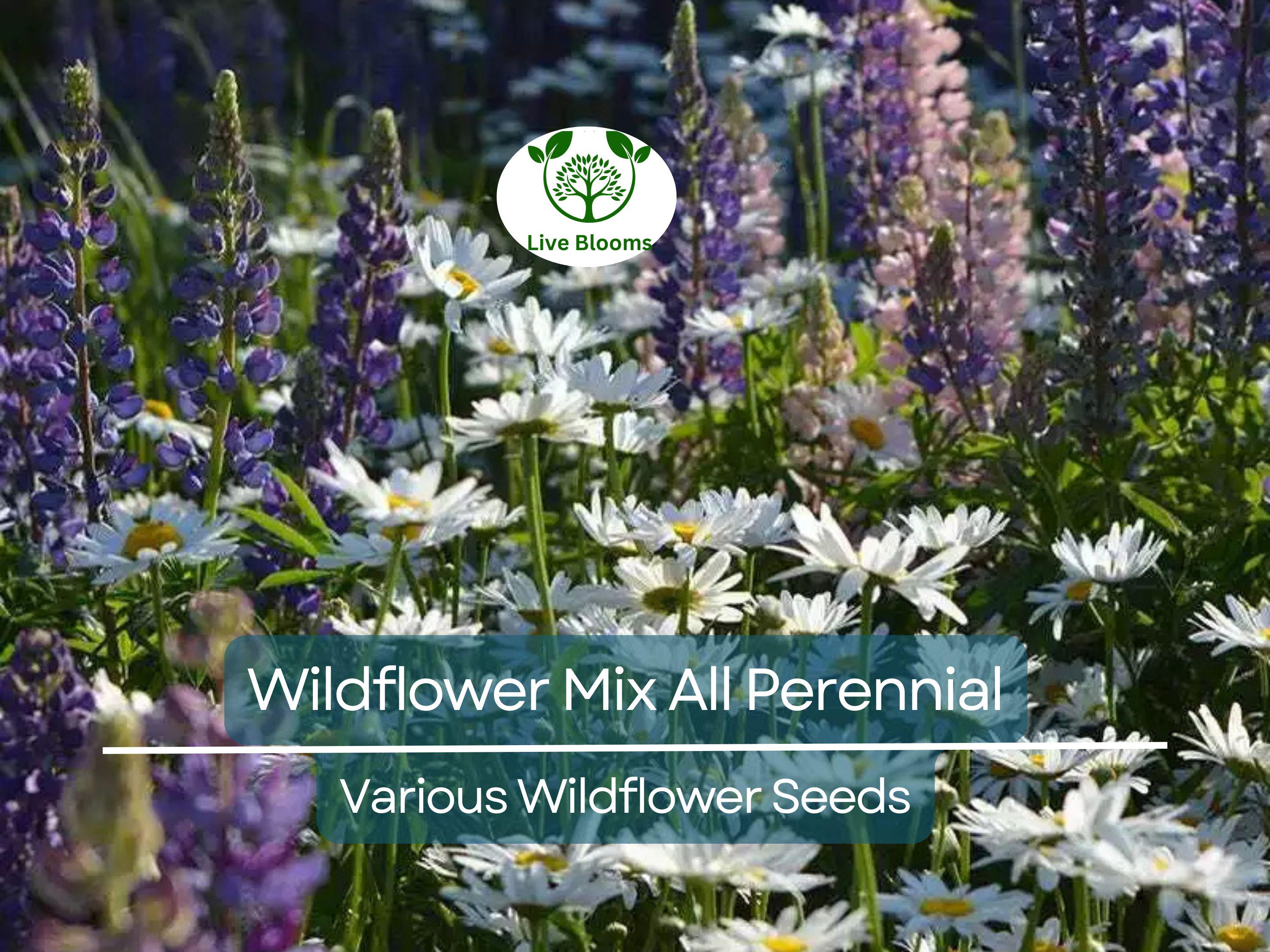1000 Seeds Wildflower Mix All Perennial Heirloom Flowers Pollinators Non-GMO (Native Wildflowers)