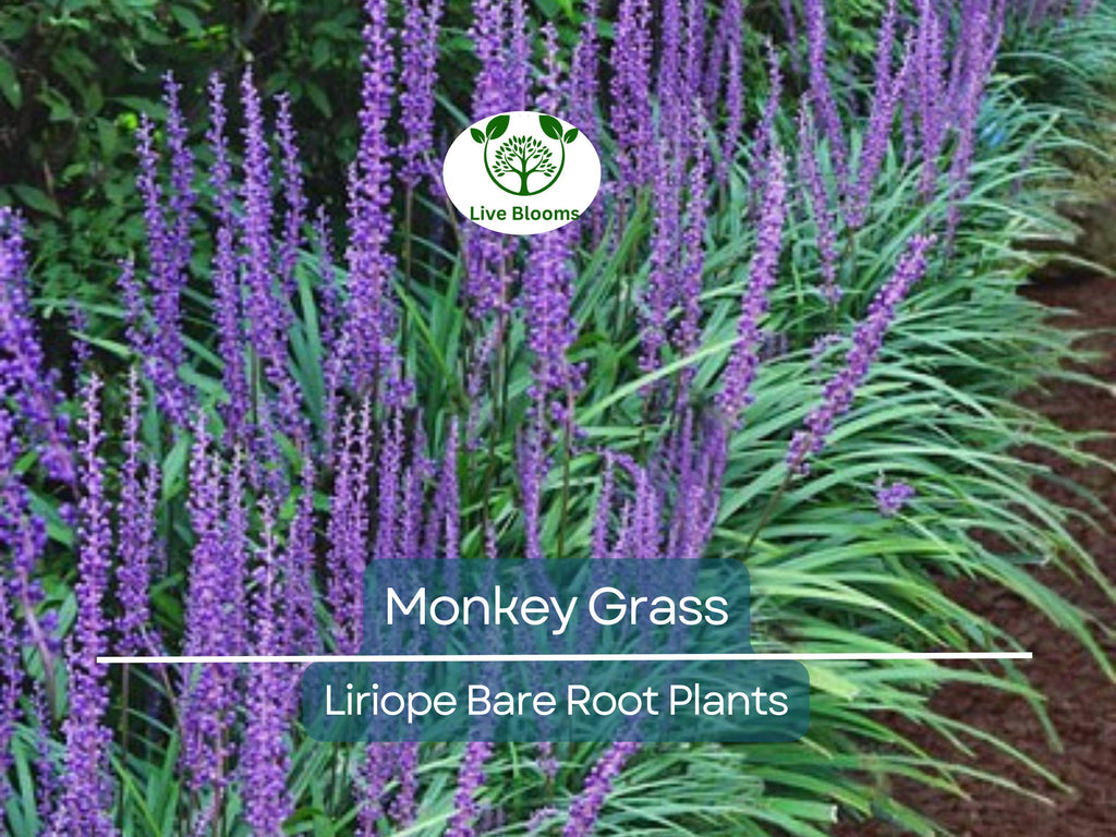 25 Monkey Grass Plants – Big Blue Liriope spicata – Live Bare Root Clumping Groundcover – Hardy Border & Edging Plant