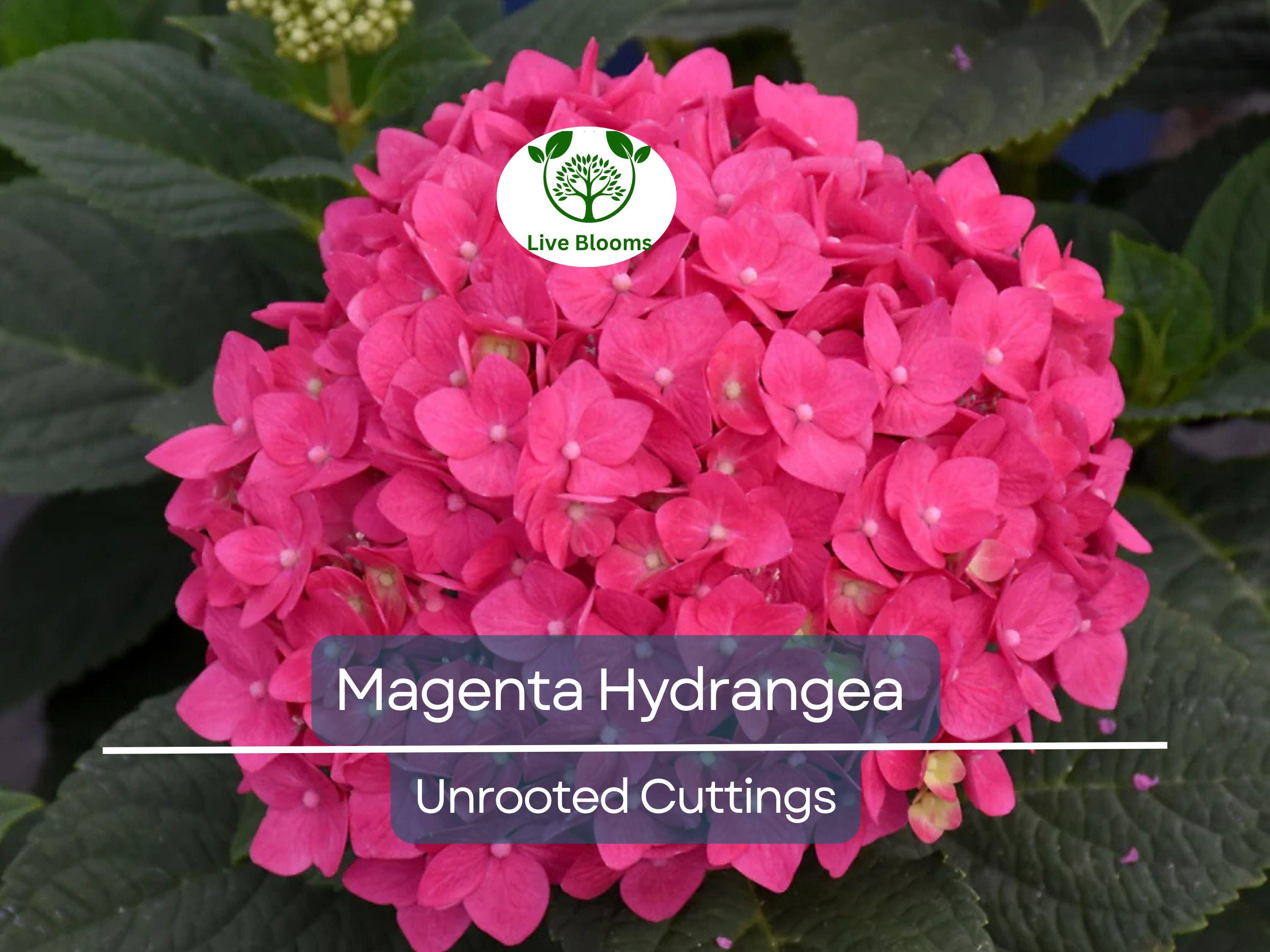 6 Live Fresh Heirloom MAGENTA Hydrangea Cuttings - 6" Unrooted - Easy to Grow, Beautiful Blooms, Hydrangea macrophylla, Garden Plant