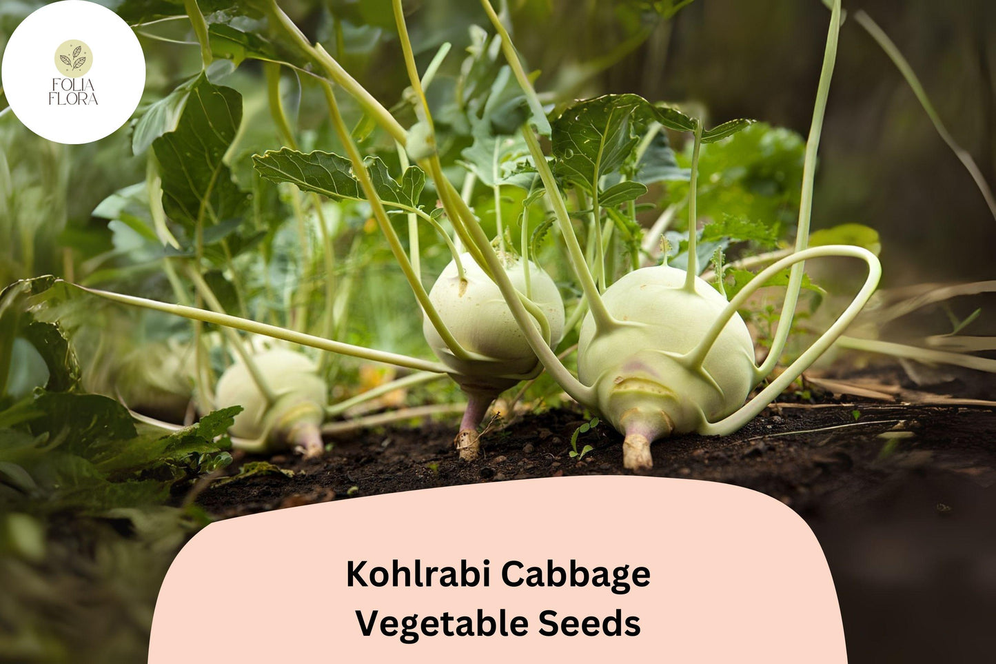 500+ Kohlrabi Seeds | Brassica oleracea | Heirloom Cabbage Family Vegetable | Bulk Garden Planting Seeds