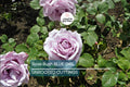 Blue Girl Rose Bush Cuttings, 6” Unrooted, Lavender-Blue Blooms, Award-Winning, Fragrant, Rome Gold Medal Winner, USDA Zones 5-9