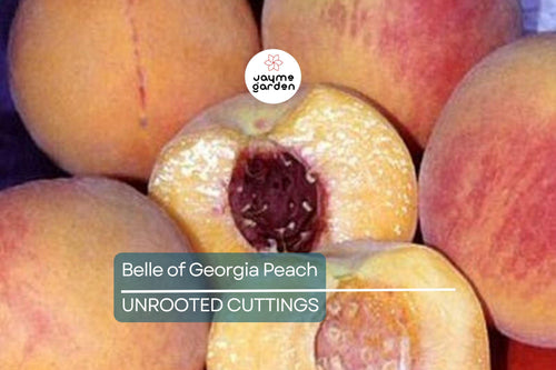 1 Fresh Unroot Cutting(s) of Belle of Georgia Peach | Prunus Persica | High-Yield Fruit Tree