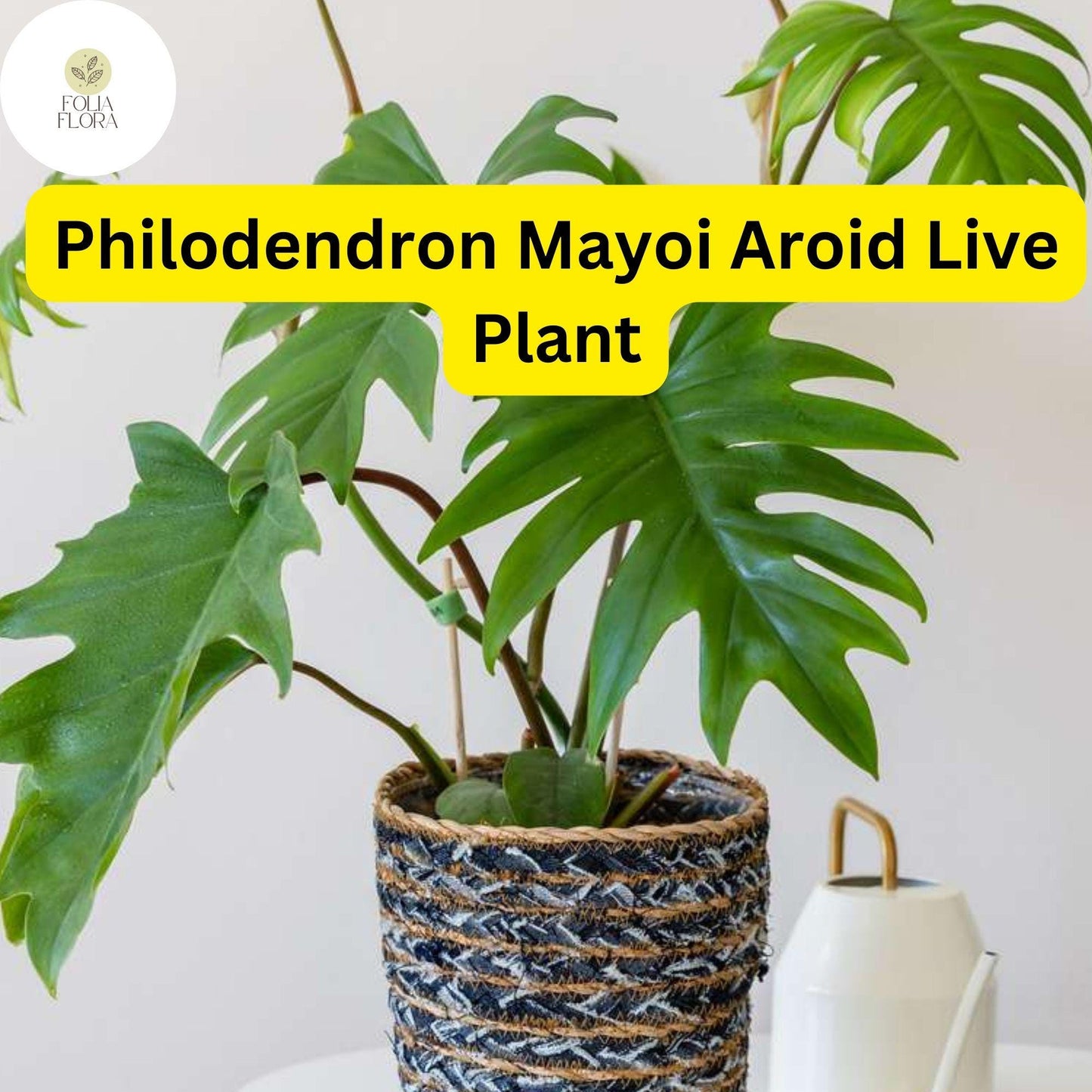 1 Philodendron Mayoi - Aroid Well-Rooted Live Plant in 4" Pot - Tropical Indoor Houseplant, Easy-Care