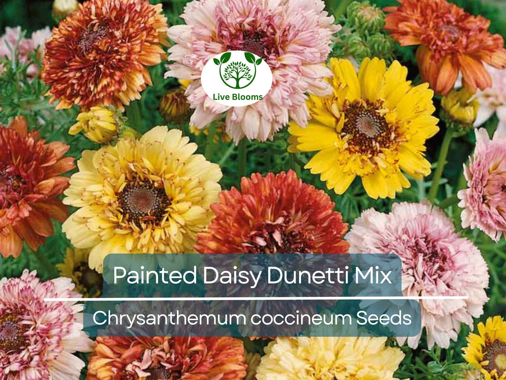 100 Painted Daisy Dunetti Mix Seeds - Chrysanthemum coccineum, Heirloom Perennial, Colorful Blooms, Non-GMO, Pollinator-Friendly