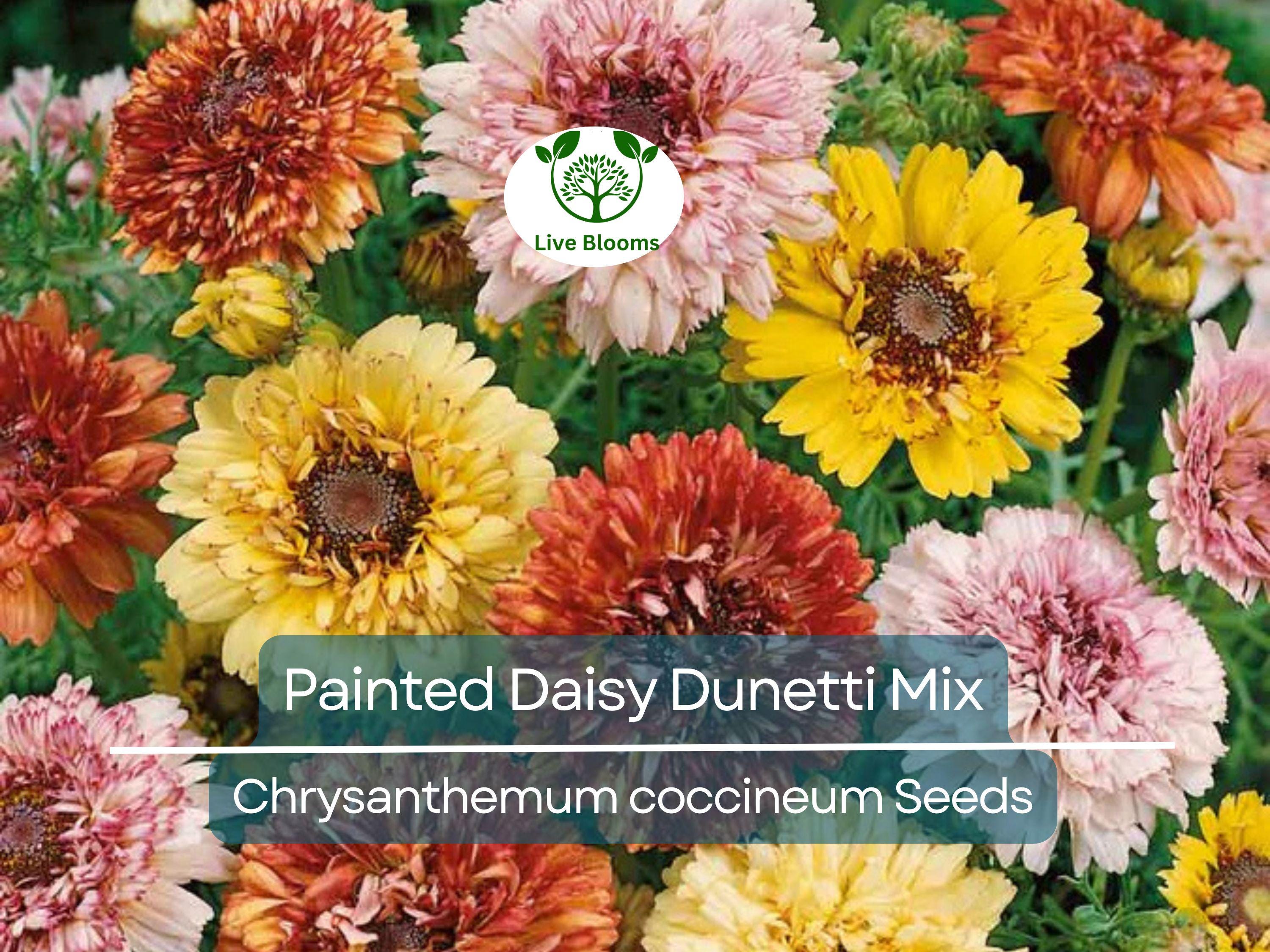 100 Painted Daisy Dunetti Mix Seeds - Chrysanthemum coccineum, Heirloom Perennial, Colorful Blooms, Non-GMO, Pollinator-Friendly