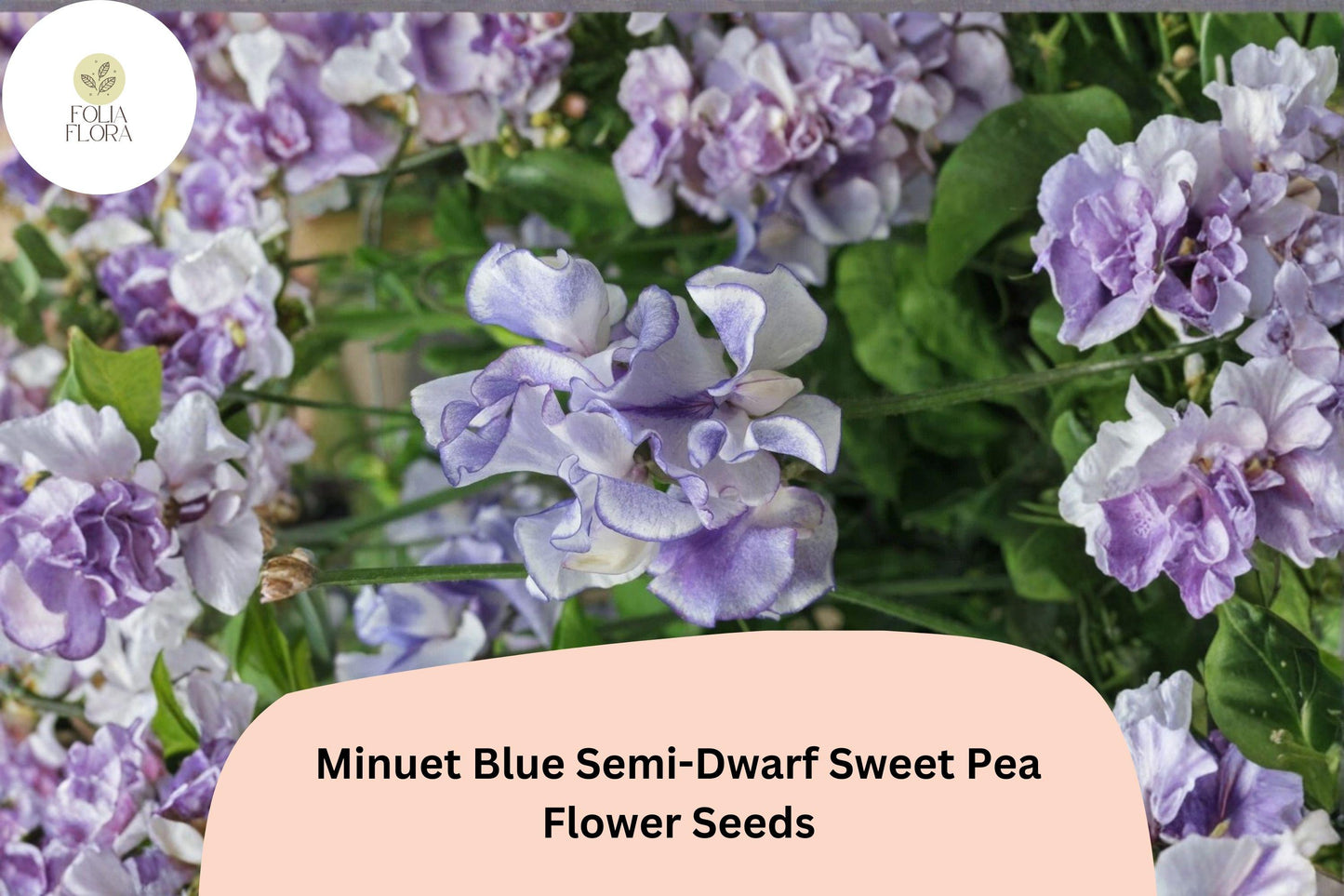 50+ Minuet Blue Semi-Dwarf Sweet Pea Seeds | Compact Blue Climbing Flowers for Garden & Trellis
