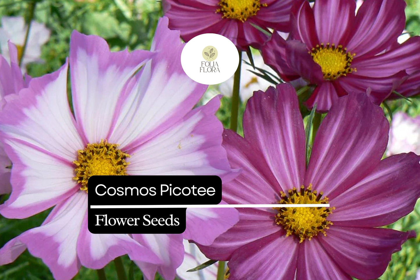 1g Cosmos Picotee Seeds, Unique Bicolor Blooms, Hardy Annual Wildflower for Pollinator Gardens