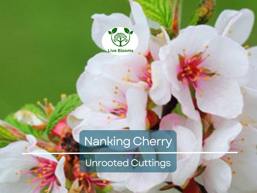 10 Unrooted Nanking Cherry Cuttings (Prunus tomentosa) - 6-8 Inches Long, Hardy Shrub for Fruit, Wildlife, & Landscaping