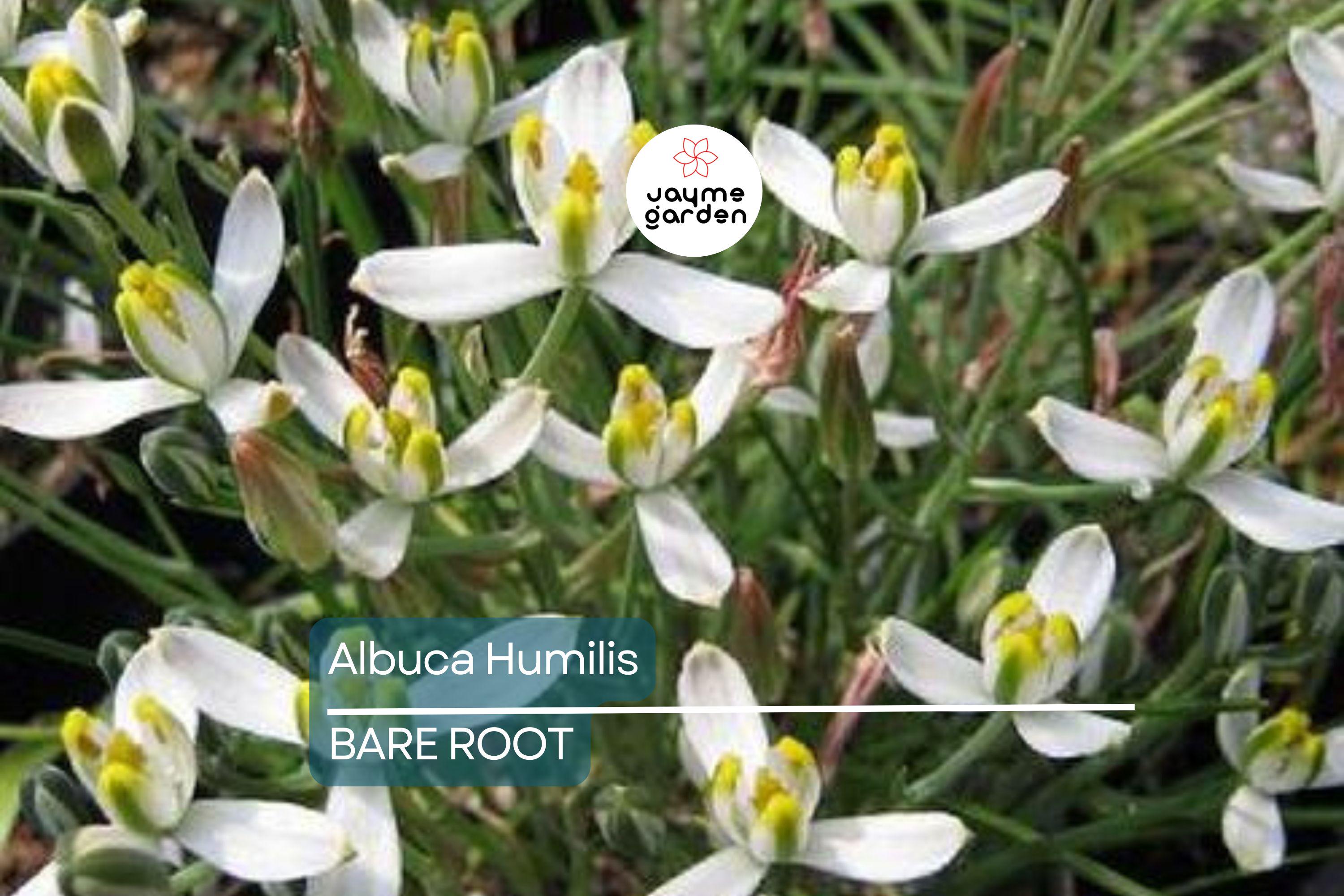 Albuca Humilis Live Plant Bulbs, 5 Pack, Unique Green-White Succulent, Moon Garden Gift, Drought-Tolerant, Easy-Care Rhizome Plant